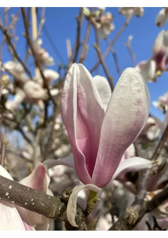 Tulpenmagnolie Baum | Magnolia soulangeana