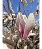 Tulpenmagnolie Baum | Magnolia soulangeana