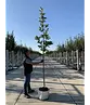 Tulpenmagnolie Baum | Magnolia soulangeana