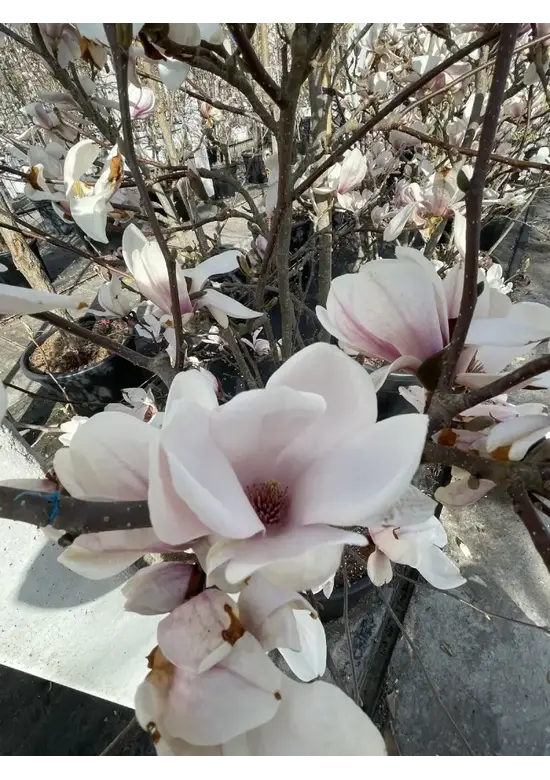 Tulpenmagnolie Baum | Magnolia soulangeana