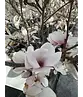Tulpenmagnolie Baum | Magnolia soulangeana