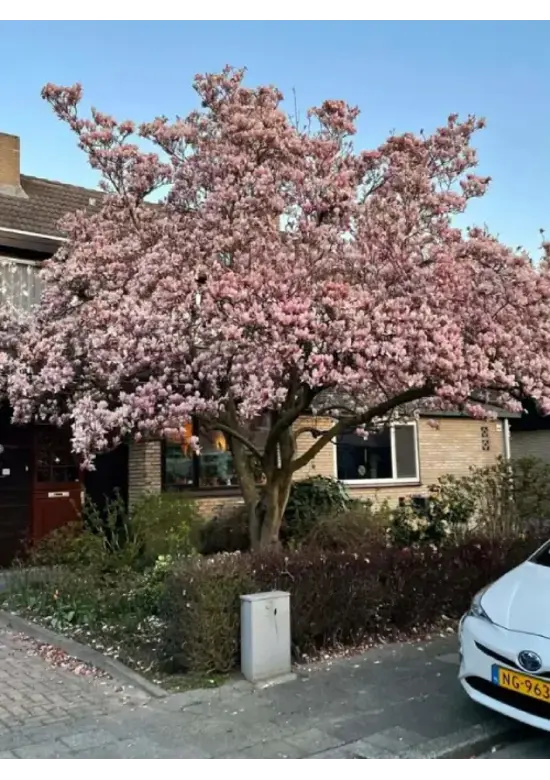 Tulpenmagnolie Baum | Magnolia soulangeana