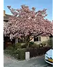 Tulpenmagnolie Baum | Magnolia soulangeana