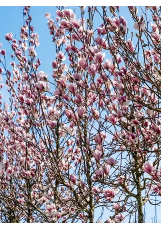 Tulpenmagnolie Baum | Magnolia soulangeana