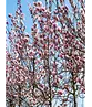 Tulpenmagnolie Baum | Magnolia soulangeana