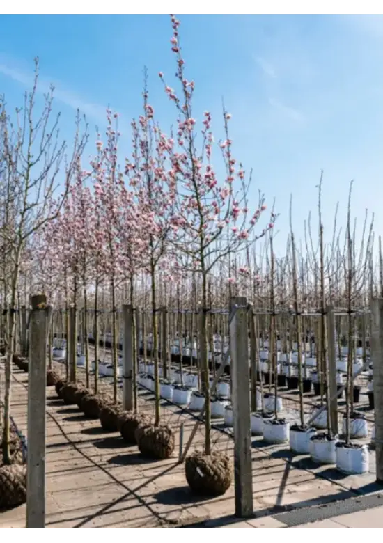 Tulpenmagnolie Baum | Magnolia soulangeana