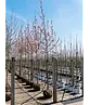 Tulpenmagnolie Baum | Magnolia soulangeana