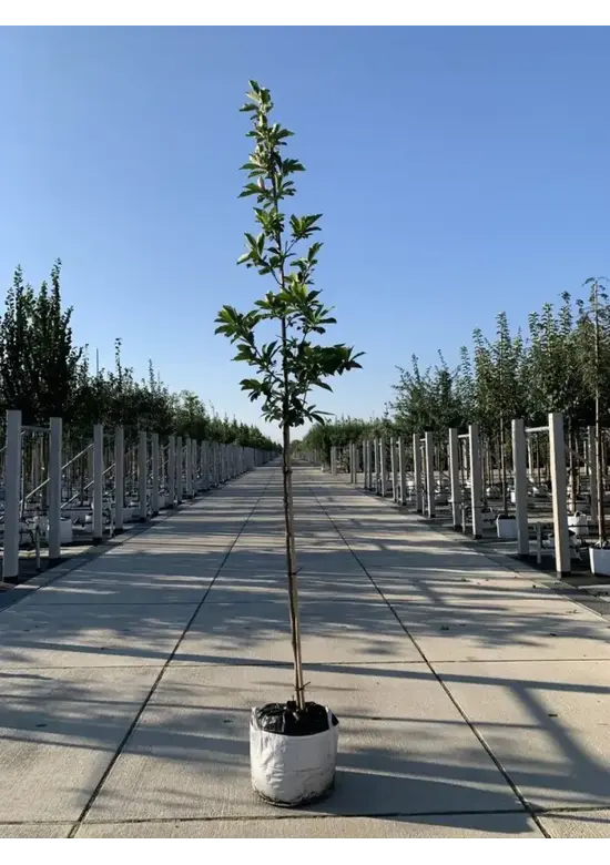 Tulpenmagnolie Baum | Magnolia soulangeana