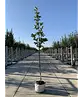 Tulpenmagnolie Baum | Magnolia soulangeana