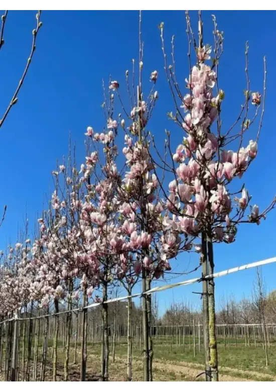 Tulpenmagnolie Baum | Magnolia soulangeana
