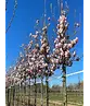 Tulpenmagnolie Baum | Magnolia soulangeana