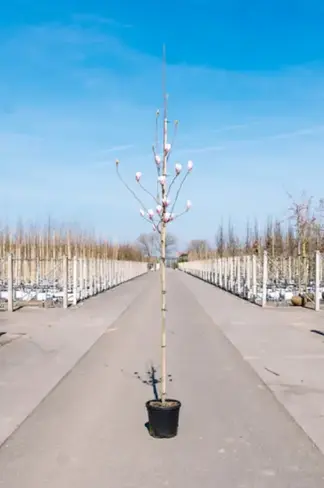 Tulpenmagnolie Baum | Magnolia soulangeana