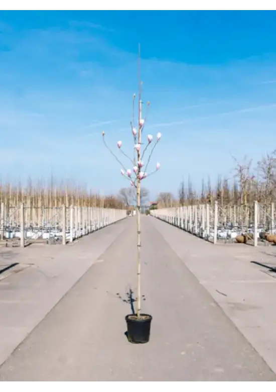 Tulpenmagnolie Baum | Magnolia soulangeana