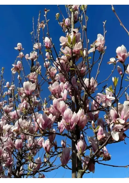 Tulpenmagnolie Baum | Magnolia soulangeana
