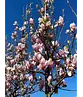 Tulpenmagnolie Baum | Magnolia soulangeana