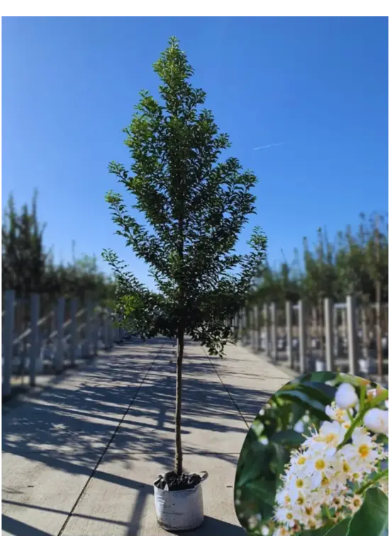 Portugiesische Lorbeerkirsche Baum 'Brenelia' | Prunus lusitanica 'Brenelia'