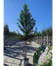 Portugiesische Lorbeerkirsche Baum 'Brenelia' | Prunus lusitanica 'Brenelia'