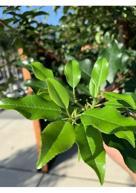 Portugiesische Lorbeerkirsche Baum 'Brenelia' | Prunus lusitanica 'Brenelia'