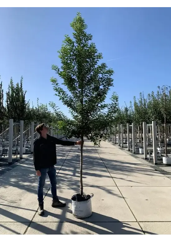 Portugiesische Lorbeerkirsche Baum 'Brenelia' | Prunus lusitanica 'Brenelia'