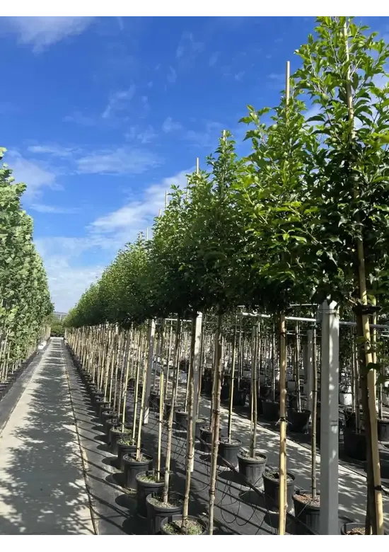 Portugiesische Lorbeerkirsche Baum 'Brenelia' | Prunus lusitanica 'Brenelia'