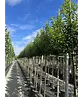 Portugiesische Lorbeerkirsche Baum 'Brenelia' | Prunus lusitanica 'Brenelia'