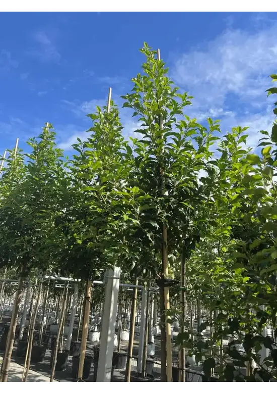 Portugiesische Lorbeerkirsche Baum 'Brenelia' | Prunus lusitanica 'Brenelia'