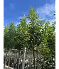 Portugiesische Lorbeerkirsche Baum 'Brenelia' | Prunus lusitanica 'Brenelia'