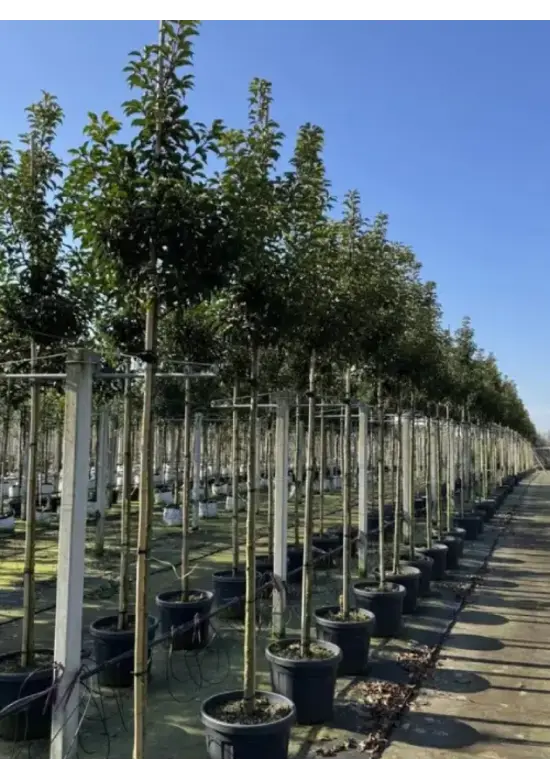 Portugiesische Lorbeerkirsche Baum 'Brenelia' | Prunus lusitanica 'Brenelia'