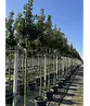 Portugiesische Lorbeerkirsche Baum 'Brenelia' | Prunus lusitanica 'Brenelia'