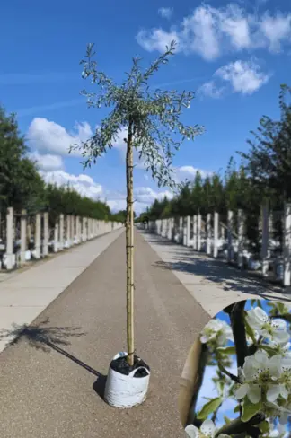 Weidenblättrige Birne | Pyrus salicifolia 'Pendula'