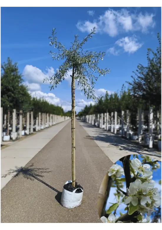 Weidenblättrige Birne | Pyrus salicifolia 'Pendula'
