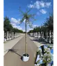 Weidenblättrige Birne | Pyrus salicifolia 'Pendula'