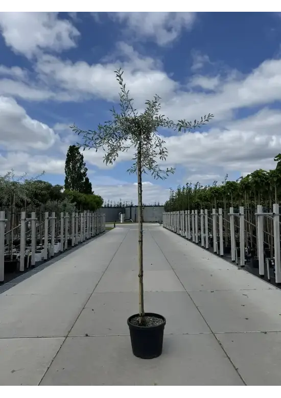 Weidenblättrige Birne | Pyrus salicifolia 'Pendula'