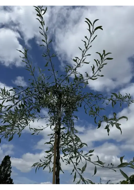 Weidenblättrige Birne | Pyrus salicifolia 'Pendula'