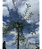Weidenblättrige Birne | Pyrus salicifolia 'Pendula'