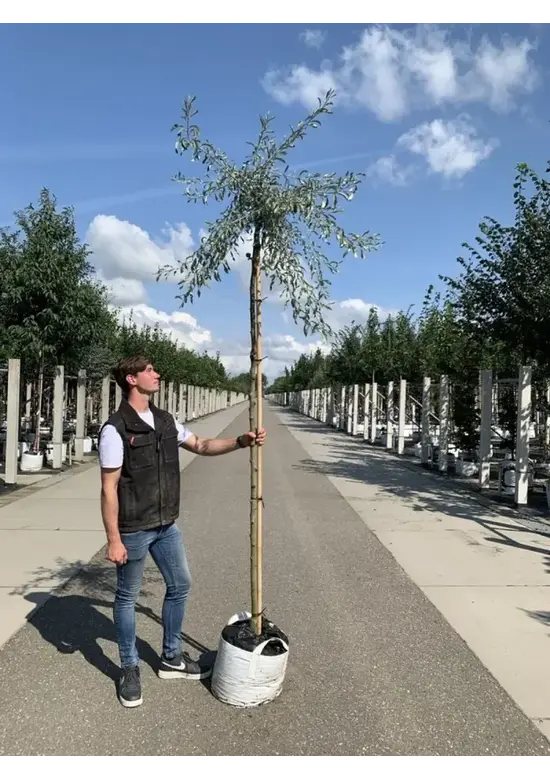 Weidenblättrige Birne | Pyrus salicifolia 'Pendula'