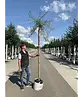 Weidenblättrige Birne | Pyrus salicifolia 'Pendula'