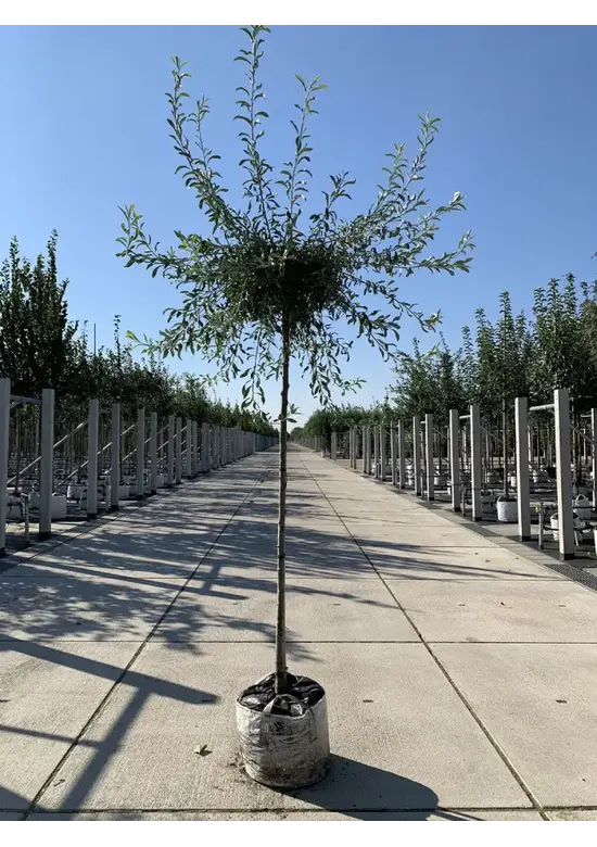 Weidenblättrige Birne | Pyrus salicifolia 'Pendula'