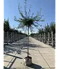 Weidenblättrige Birne | Pyrus salicifolia 'Pendula'