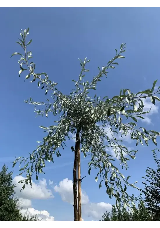 Weidenblättrige Birne | Pyrus salicifolia 'Pendula'
