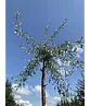 Weidenblättrige Birne | Pyrus salicifolia 'Pendula'