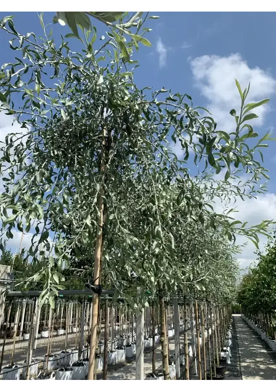 Weidenblättrige Birne | Pyrus salicifolia 'Pendula'
