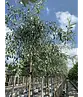 Weidenblättrige Birne | Pyrus salicifolia 'Pendula'