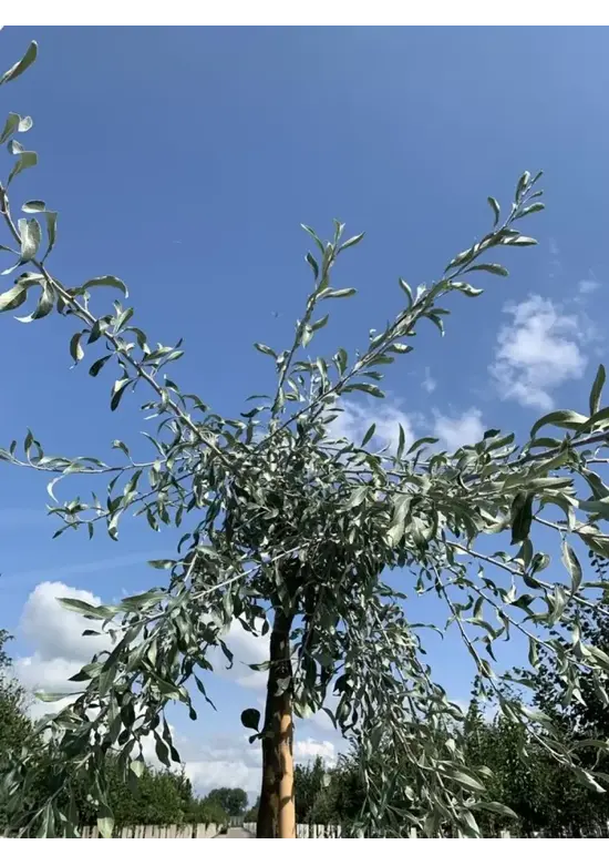 Weidenblättrige Birne | Pyrus salicifolia 'Pendula'