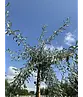 Weidenblättrige Birne | Pyrus salicifolia 'Pendula'
