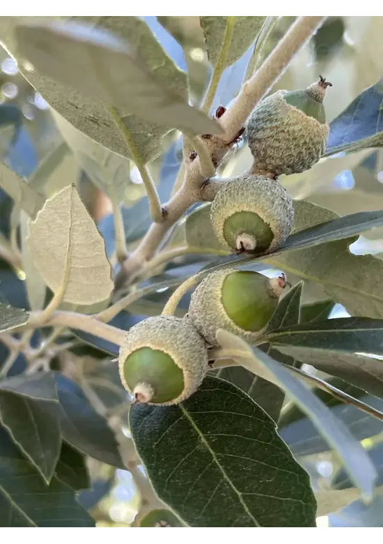 Steineiche | Quercus ilex