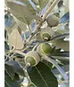Steineiche | Quercus ilex