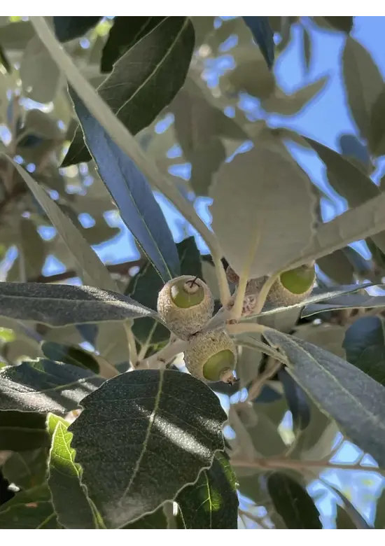 Steineiche | Quercus ilex