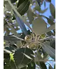 Steineiche | Quercus ilex