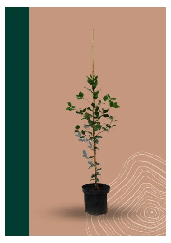 Steineiche | Quercus ilex